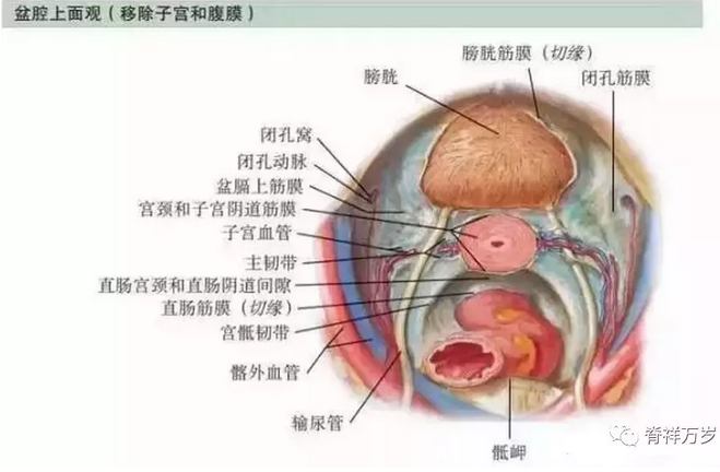 圆韧带是一个扁平的纤维肌性组织,和脏腹膜一起从子宫前壁外侧向外