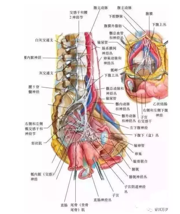 骨盆底盆腔解剖图谱