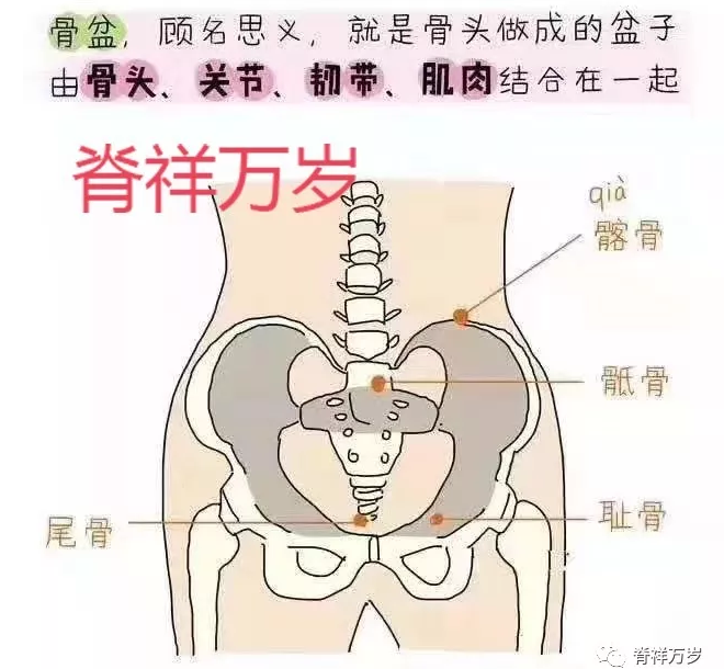 产后髋骨和盆底肌的修护