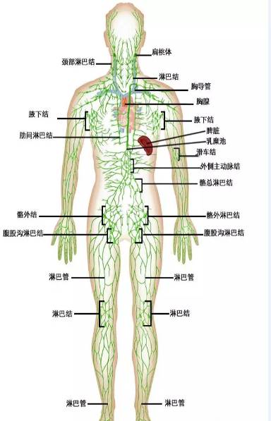 淋巴阻塞的后果